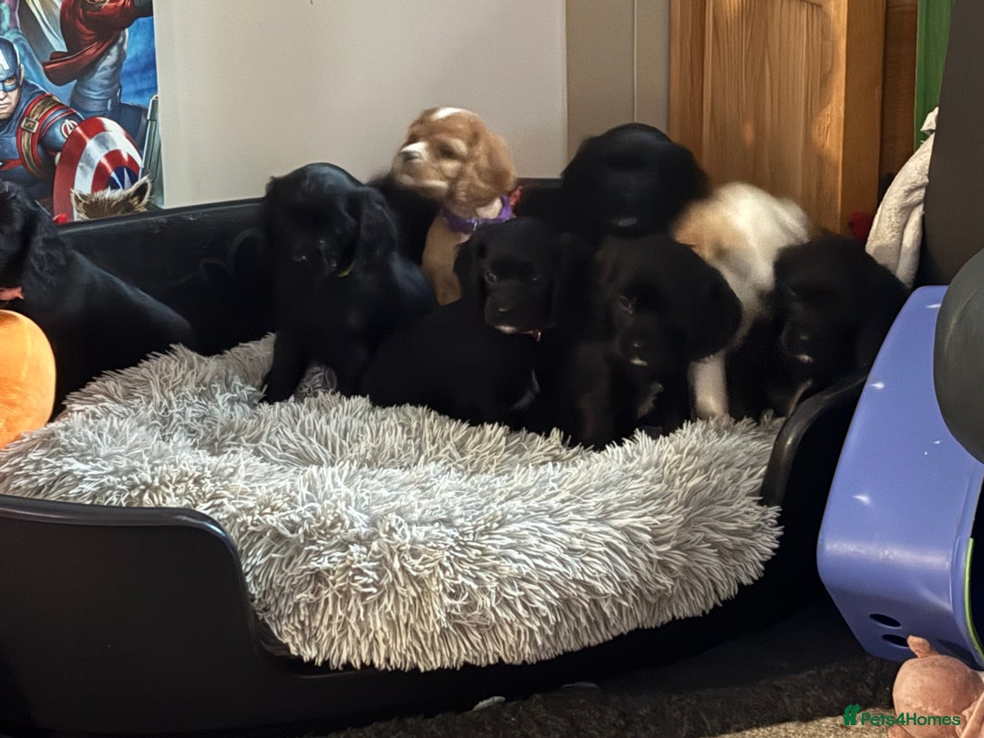 Cockalier dogs for sale: Cocker spaniel - Advert 23