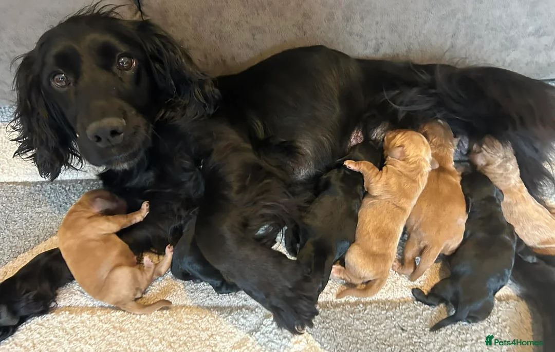 Cockapoo dogs for sale: Beautiful F1 cockapoo puppies available  - Advert 1