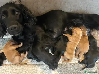 Cockapoo dogs Beautiful F1 cockapoo puppies available - Advert 1