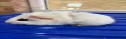 Guinea Pig rodents for sale: Baby guniea pigs ready to be reserved  - Advert 7