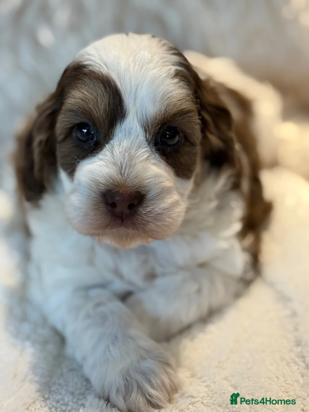 Cockapoo dogs for sale: Stunningly Marked F1 Cockapoo Girl  - Advert 1