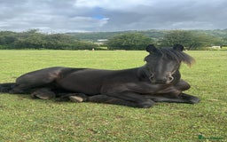 Friesian horses for sale: Friesian cross cob  - Image 8