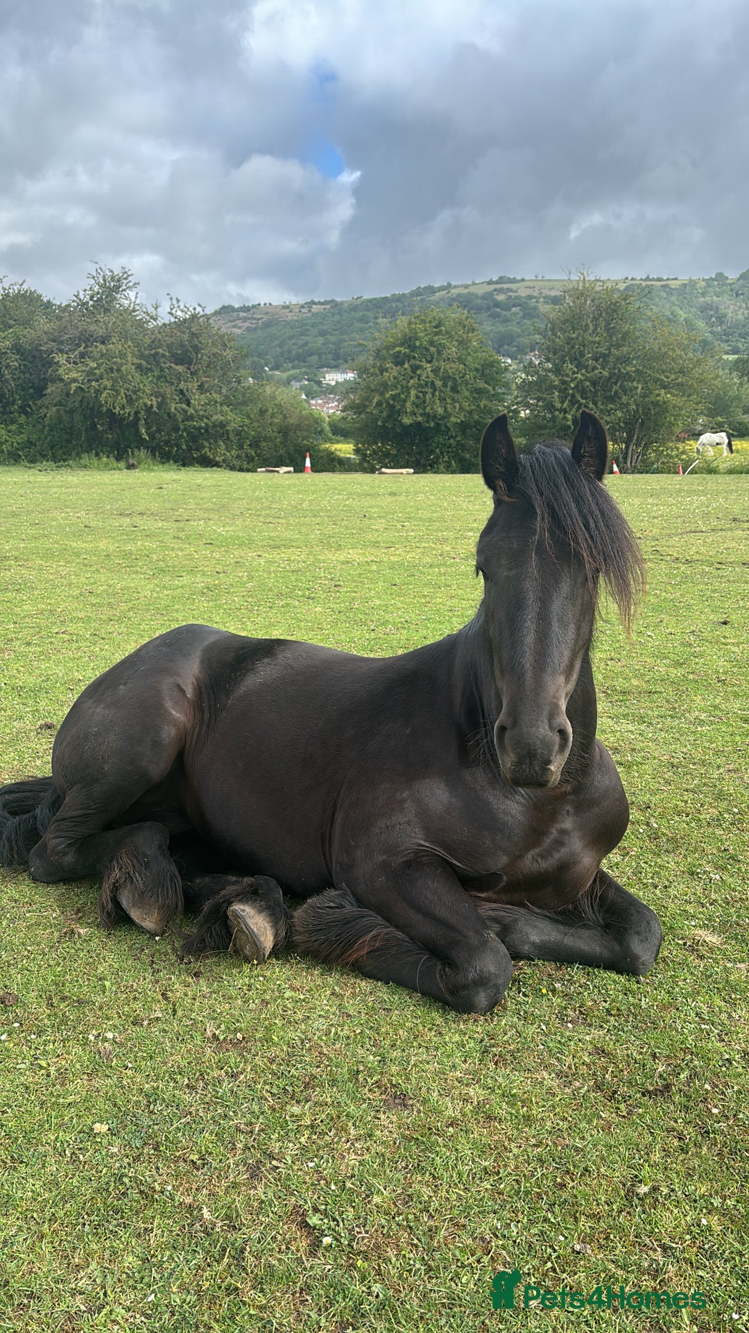 Friesian horses for sale: Friesian cross cob  - Image 8