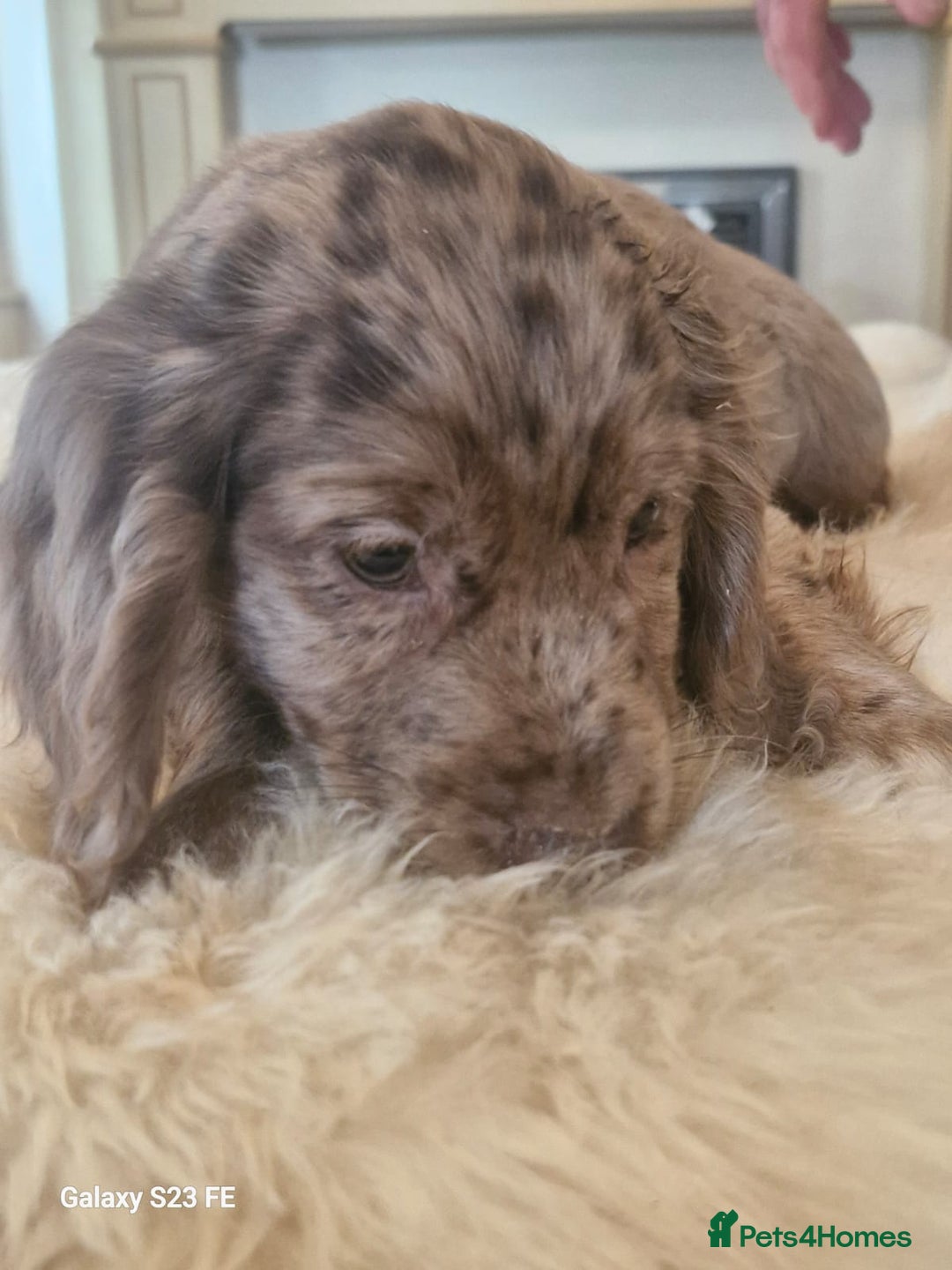 Cocker Spaniel dogs for sale: Cocker Spaniel puppies  - Image 18