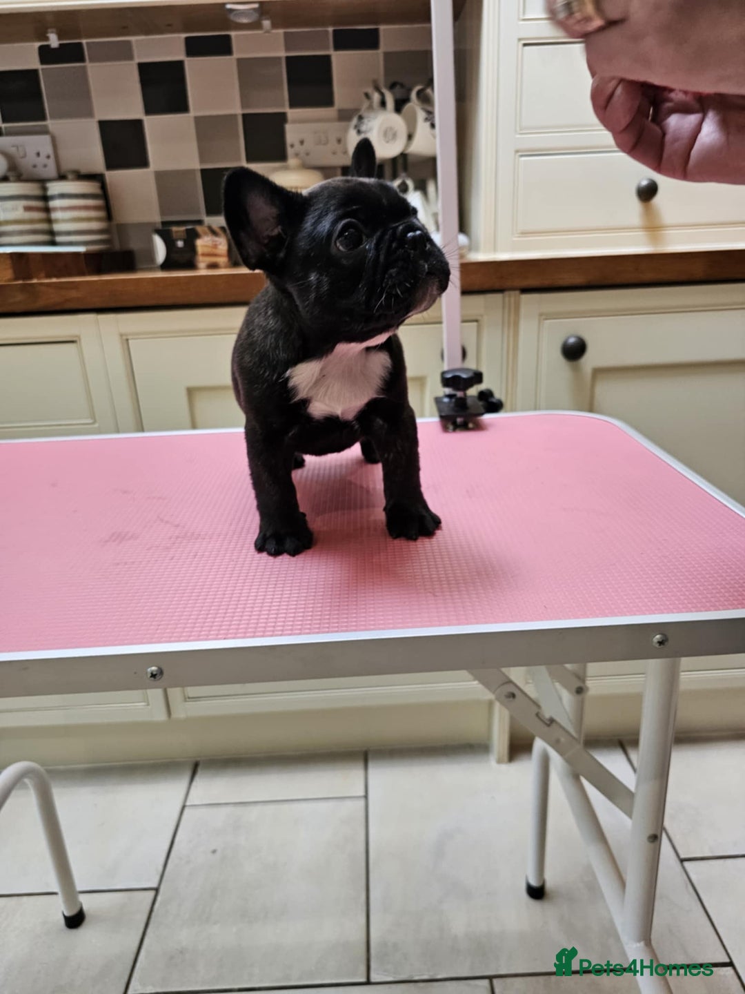 French Bulldog dogs for sale: Champion bred French Bulldog puppies - Image 12