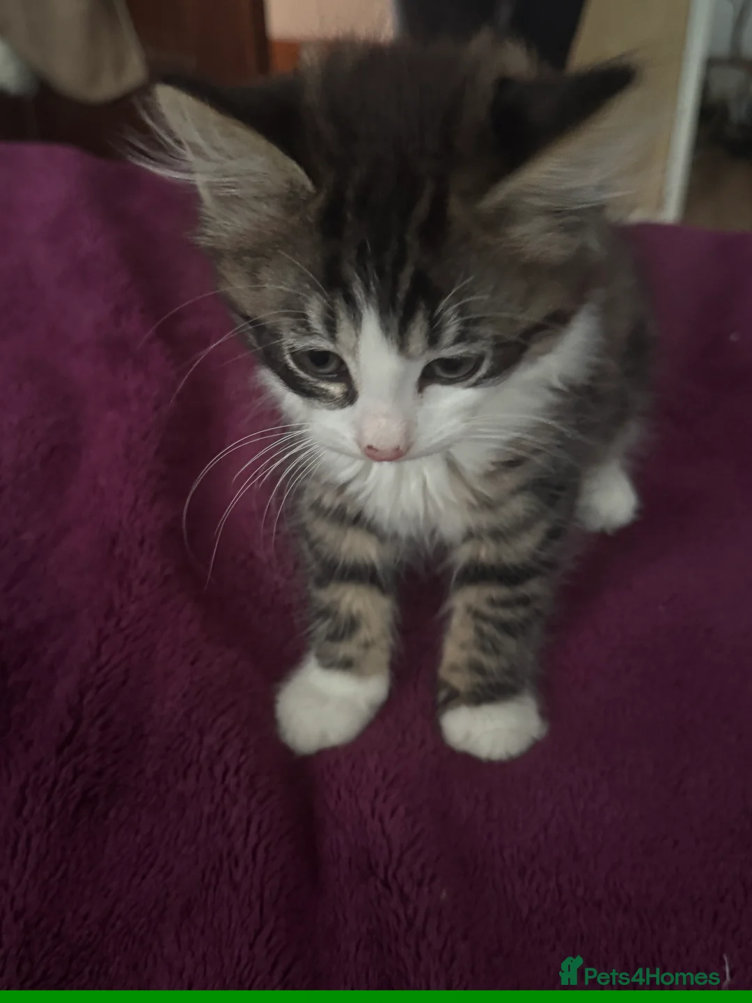 Mixed Breed cats for sale: Stripped British Shorthair & longhair kittens - Advert 16