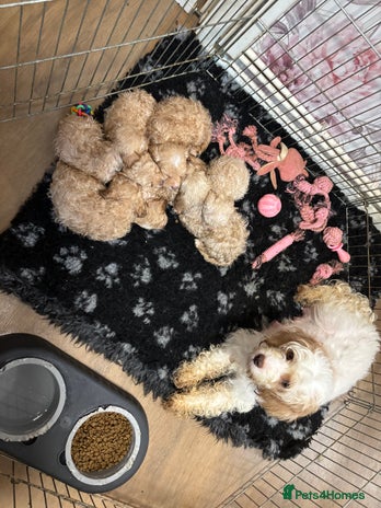 Cavapoo dogs Cavapoo puppies ready this weekend - Advert 1