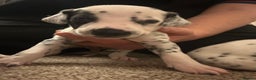 Dalmatian dogs for sale: Beautiful boys, BAER tested full hearing  - Advert 6