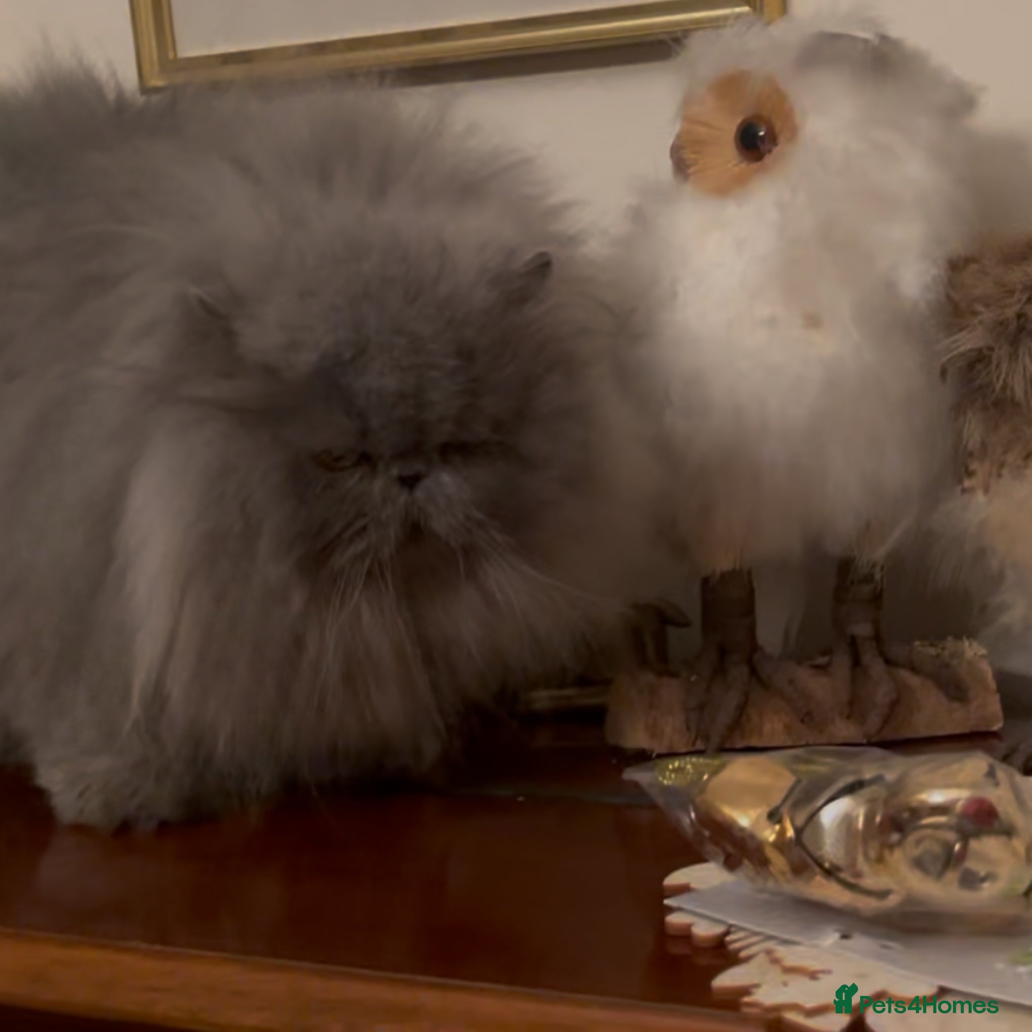 Persian cats Adults Blue eyes white, colourpoint, blue, black - Advert 2