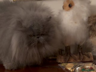 Persian cats Adults Blue eyes white, colourpoint, blue, black - Advert 3