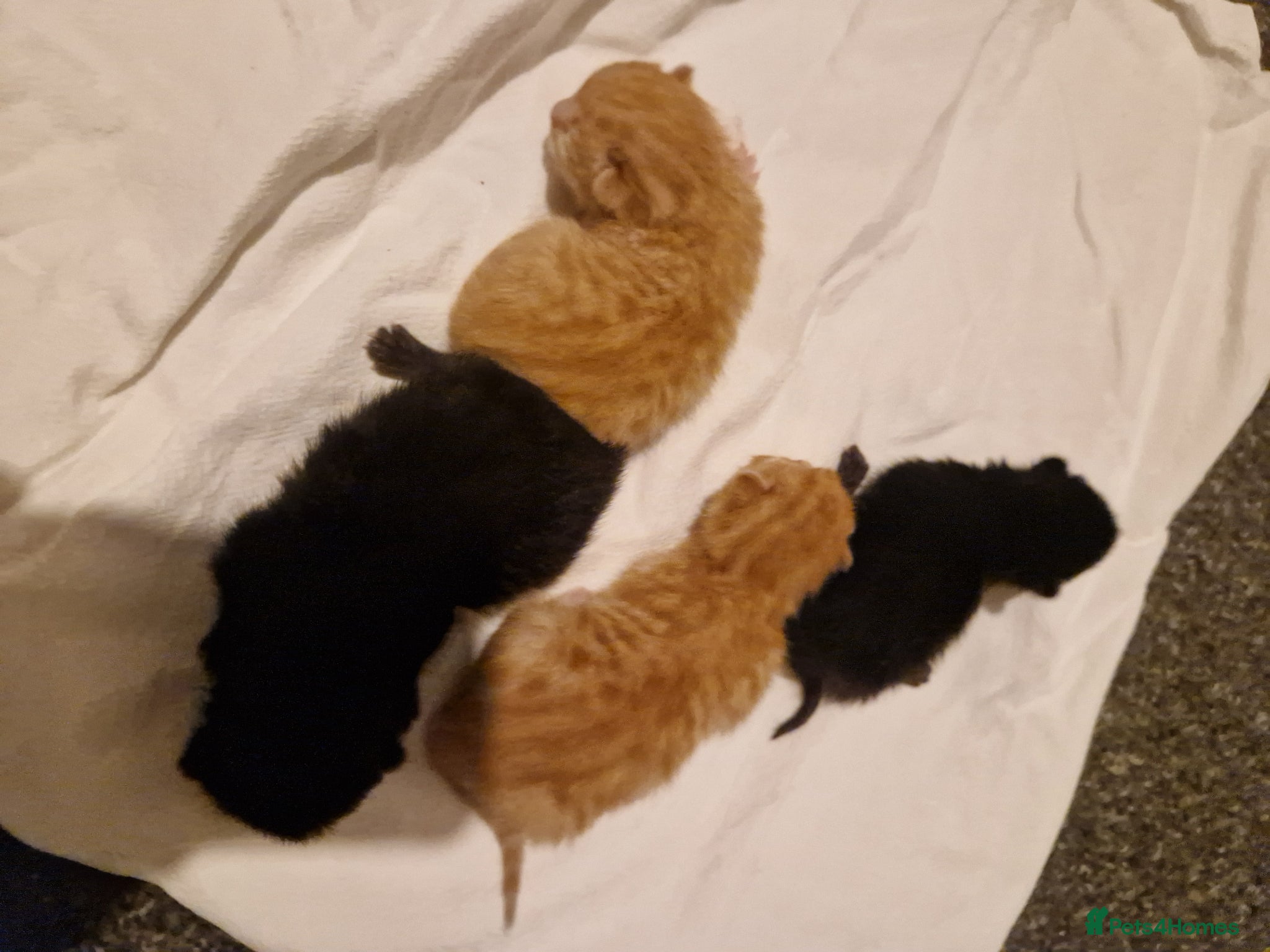 Mixed Breed cats for sale: Mixed breed. Mum is British short hair in Craven Arms - Advert 3