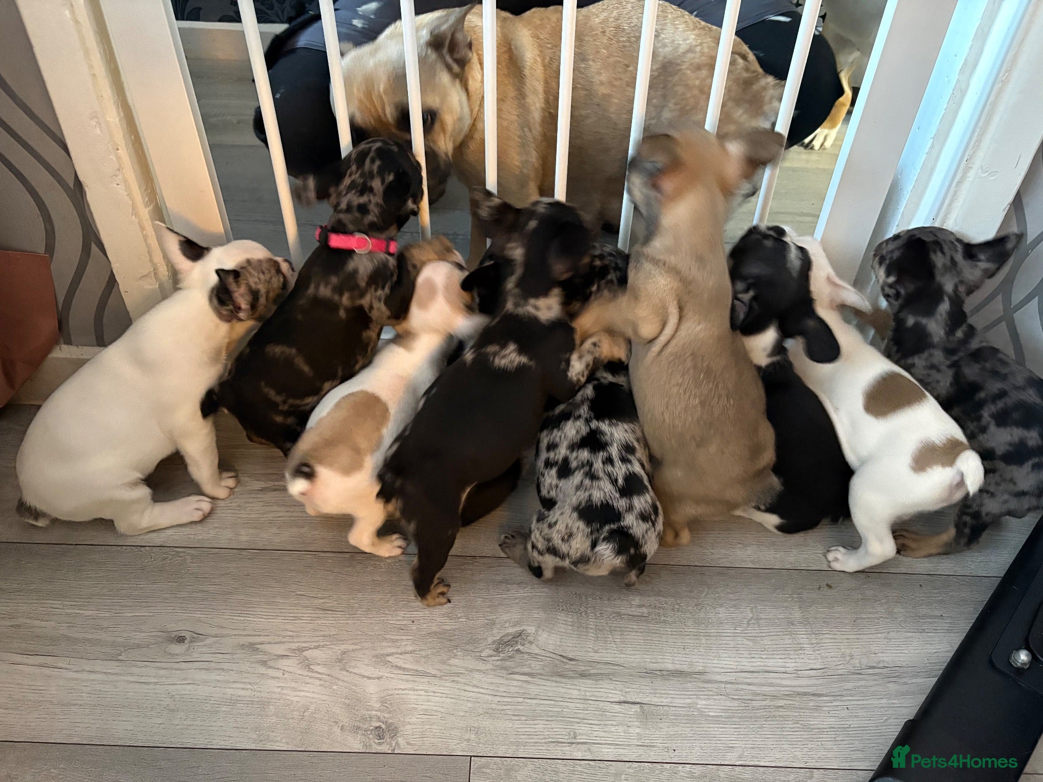 French Bulldog dogs Frenchie Babies READY TO BE REHOMED 😍 - Advert 5