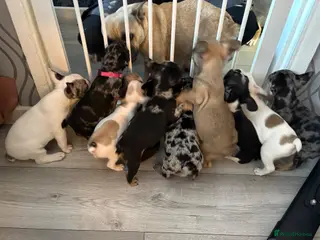 French Bulldog dogs Frenchie Babies READY TO BE REHOMED 😍 - Advert 3