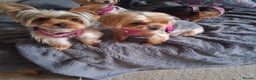 Yorkshire Terrier dogs for sale: The Most beautiful clever girl  - Advert 4
