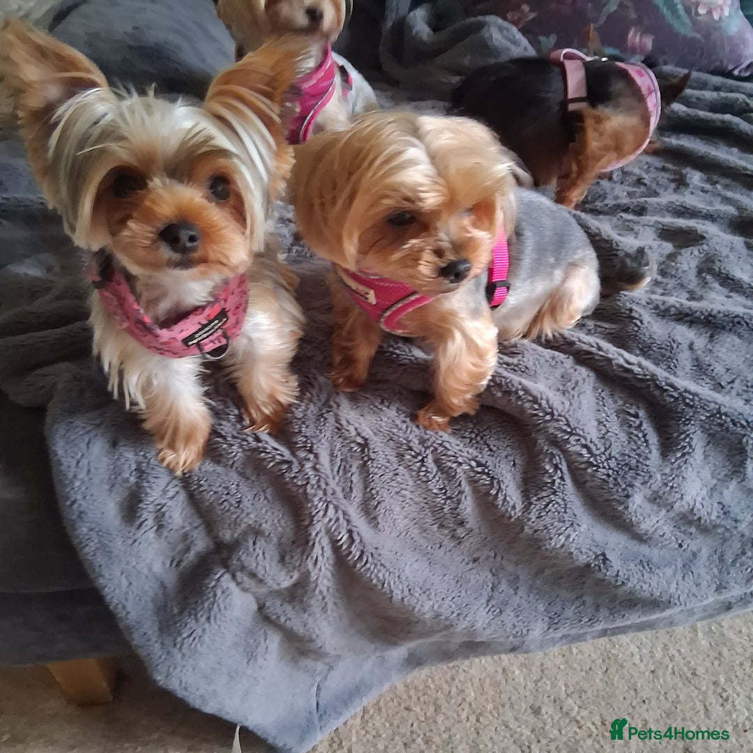 Yorkshire Terrier dogs for sale: The Most beautiful clever girl  - Advert 4