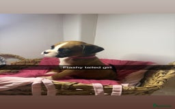 Boxer dogs for sale: Flashy boxer/red - natural bob tail/tail  - Image 23