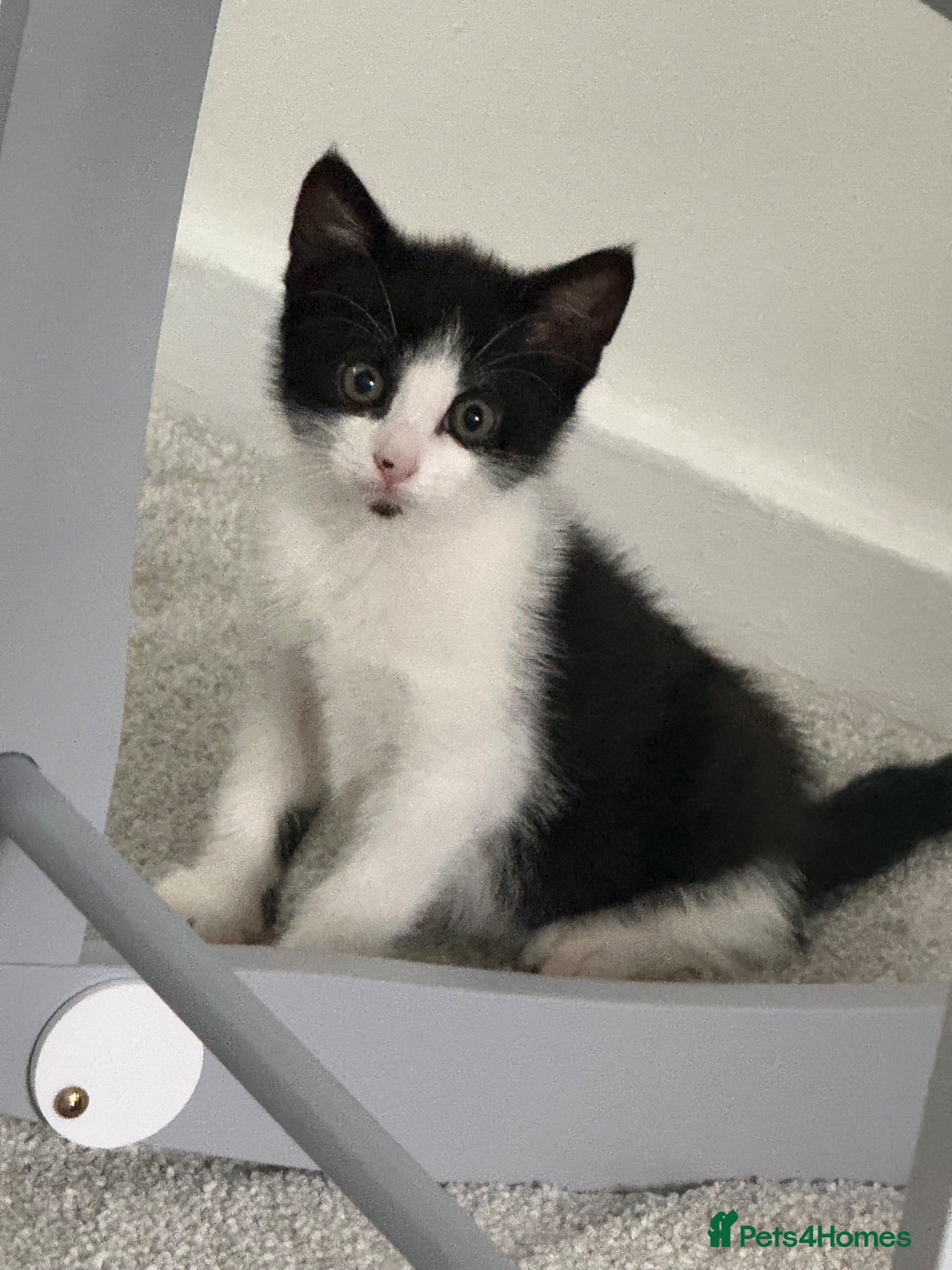 Mixed Breed cats One sweet girl left for her forever home 🩷 - Advert 2