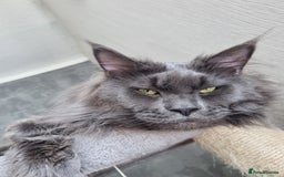 Maine Coon cats for sale: Purebred King Size Maine Coon kittens  - Image 21