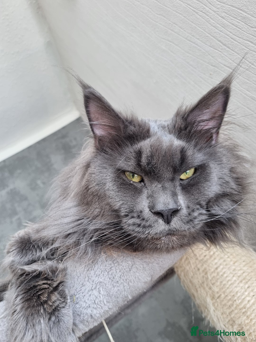 Maine Coon cats for sale: Purebred King Size Maine Coon kittens  - Image 21