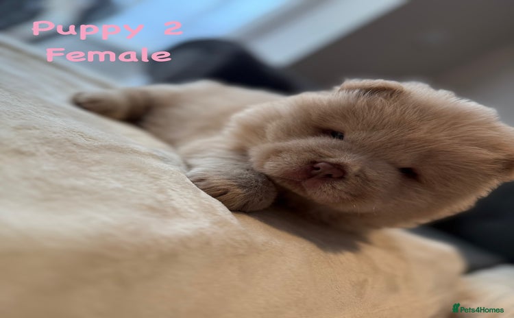 Chow Chow dogs - Advert 1