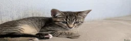 Mixed Breed cats for sale: Adorable Kittens Ready for Their Forever Homes! - Advert 10