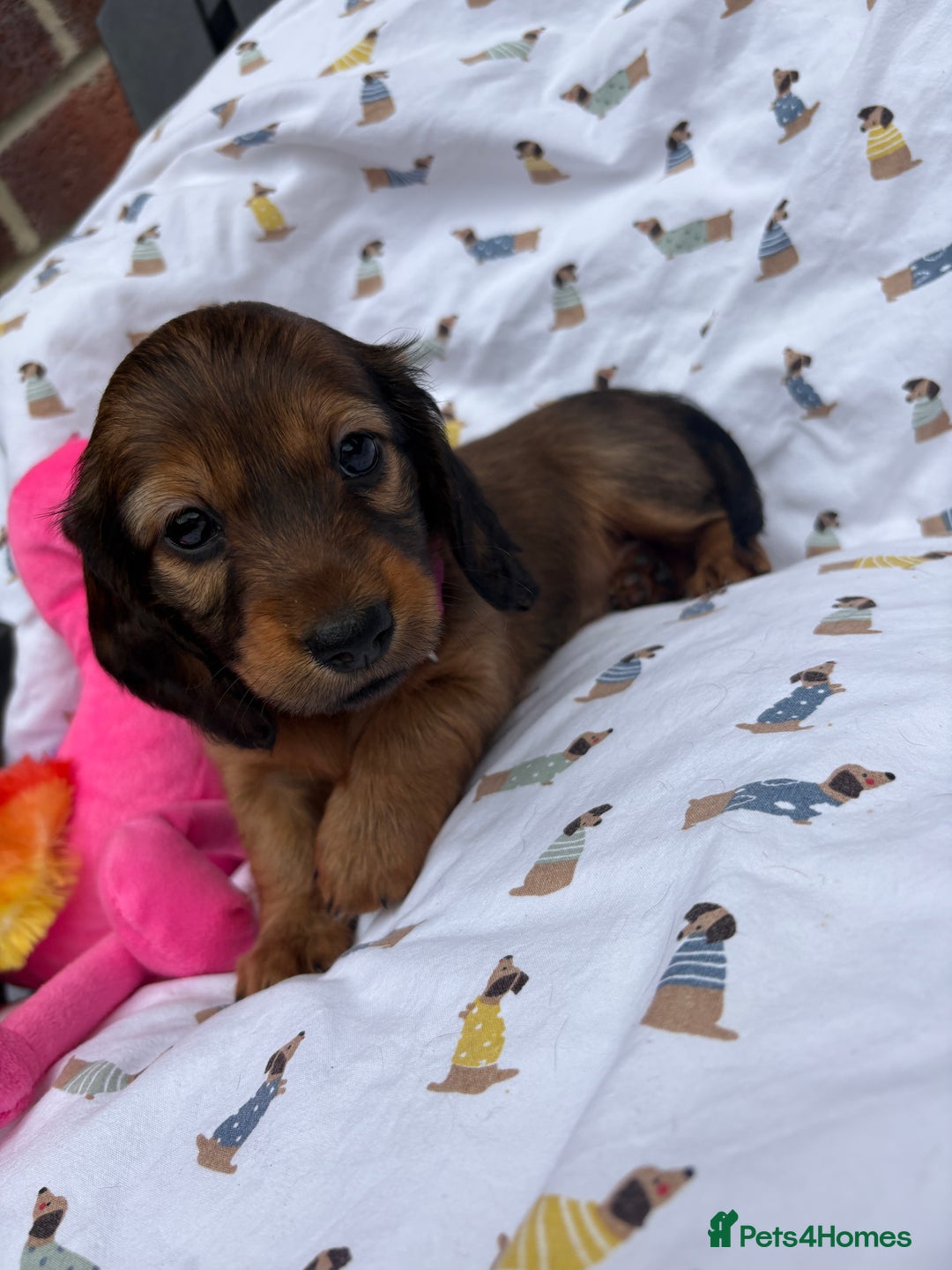 Miniature Dachshund dogs for sale: Amazing Champ Bloodlines Mini Dachshunds ✨ - Image 28