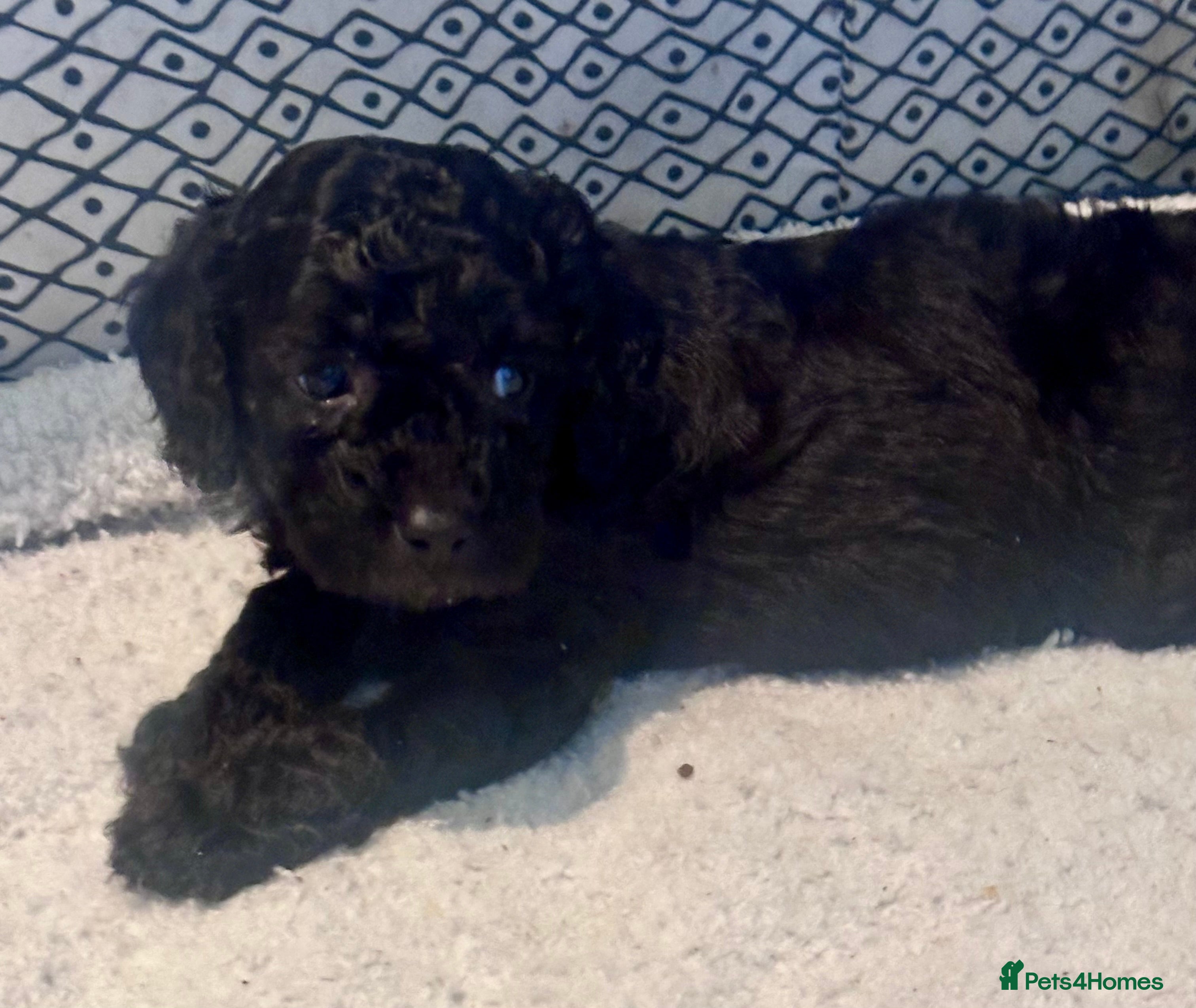 Cavapoo dogs F1B Cavapoo pups looking for their forever home - Advert 2