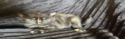 Mixed Breed cats for sale: Beautiful Tortoiseshell & ginger kittens  - Advert 13