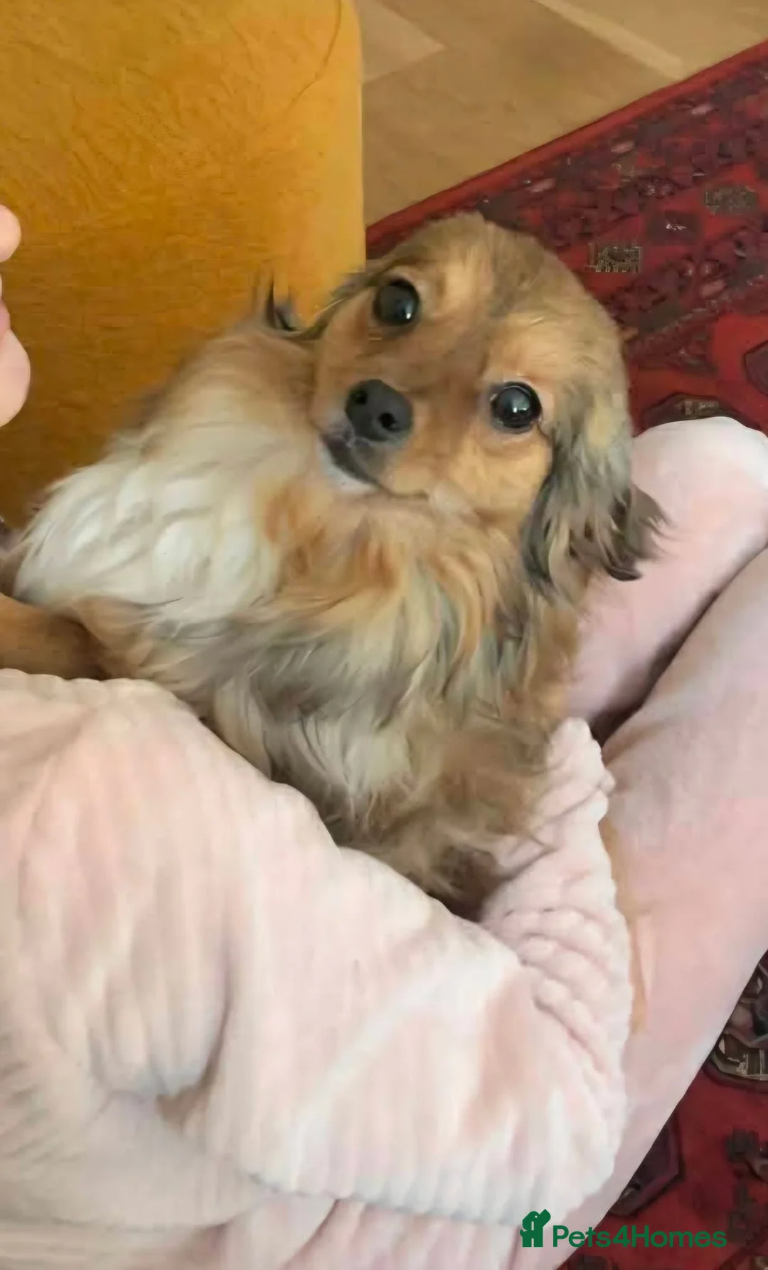 Mixed Breed dogs for adoption: ANA - FOR ADOPTION  - Advert 5