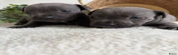 Staffordshire Bull Terrier dogs for sale: STUNNING BLUE KC STAFFORDSHIRE BULL TERRIERS  - Advert 4