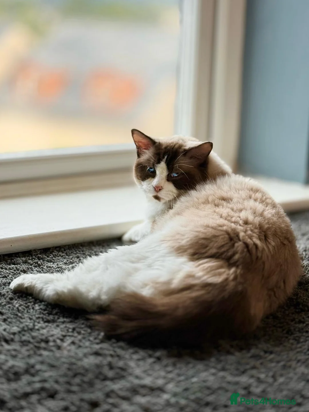 Ragdoll cats for sale: Adorable Blue & White European BiColour - Advert 7