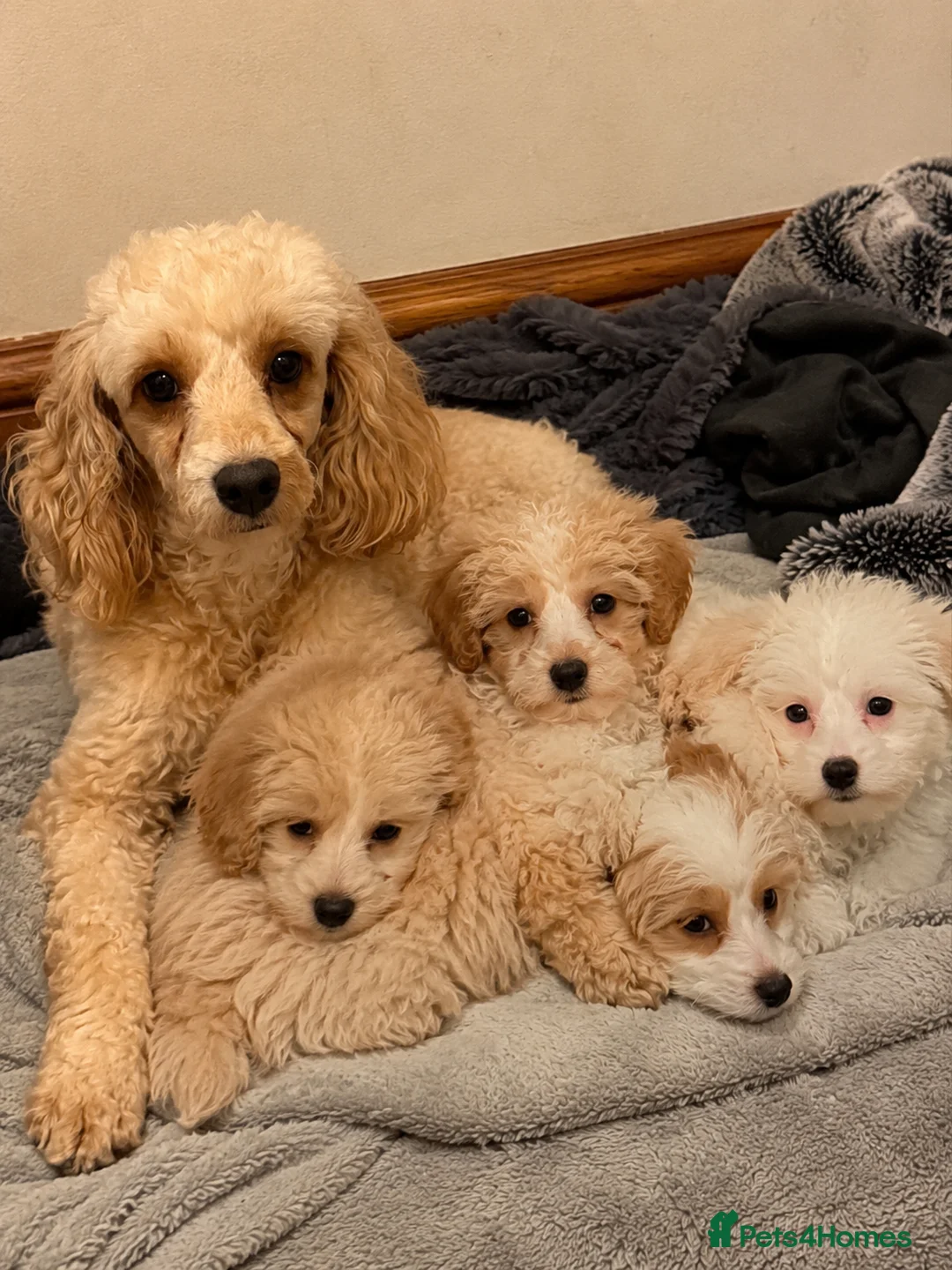 Maltipoo dogs for sale: Rare Red Parti and Biscuit Maltipoo Puppies - Advert 37