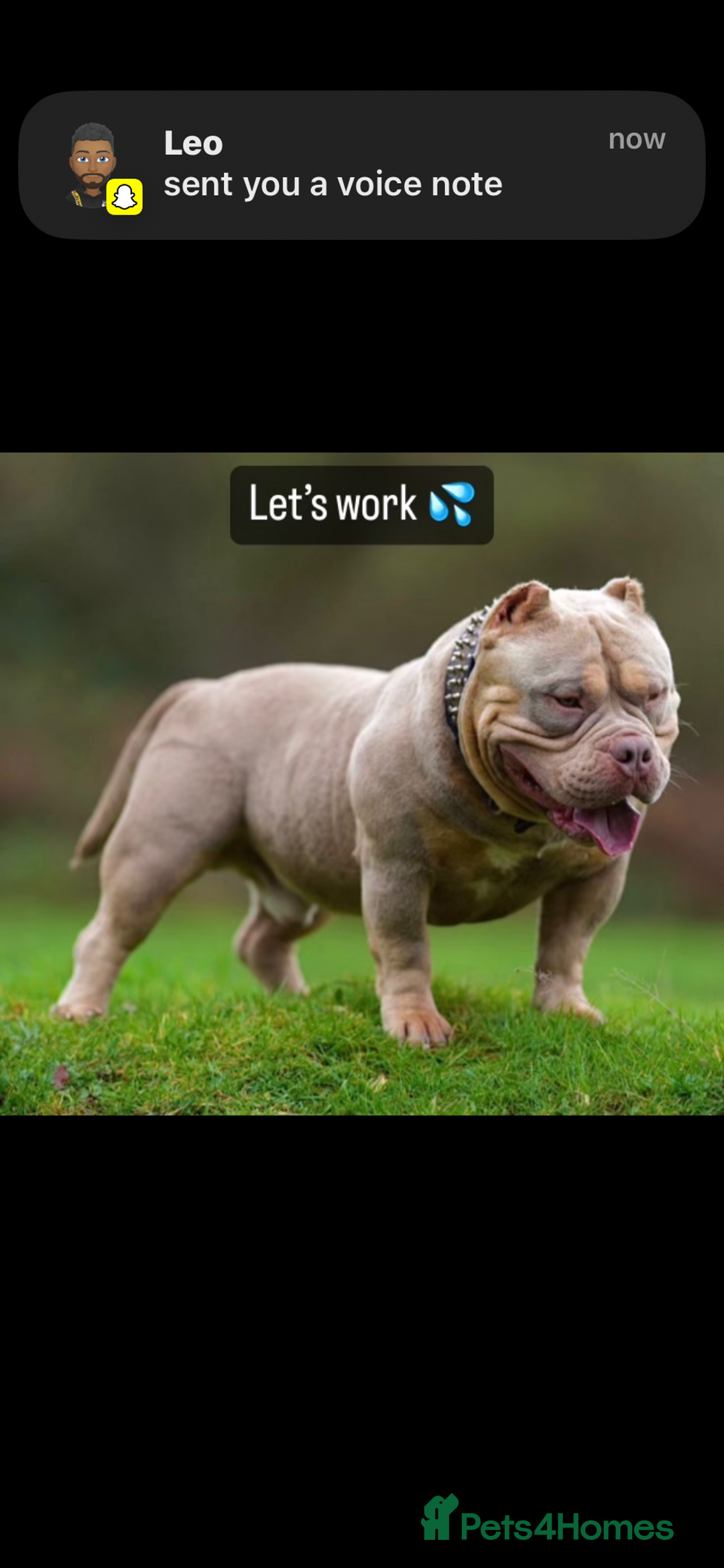 American Bully dogs for sale: 🦍🩸cowboy🤠- micro bully’s for sale  - Image 20