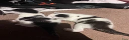 Mixed Breed cats for sale: Beautiful kittens for sale - Advert 15