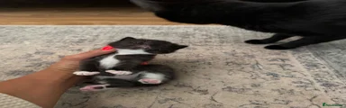 Mixed Breed 1