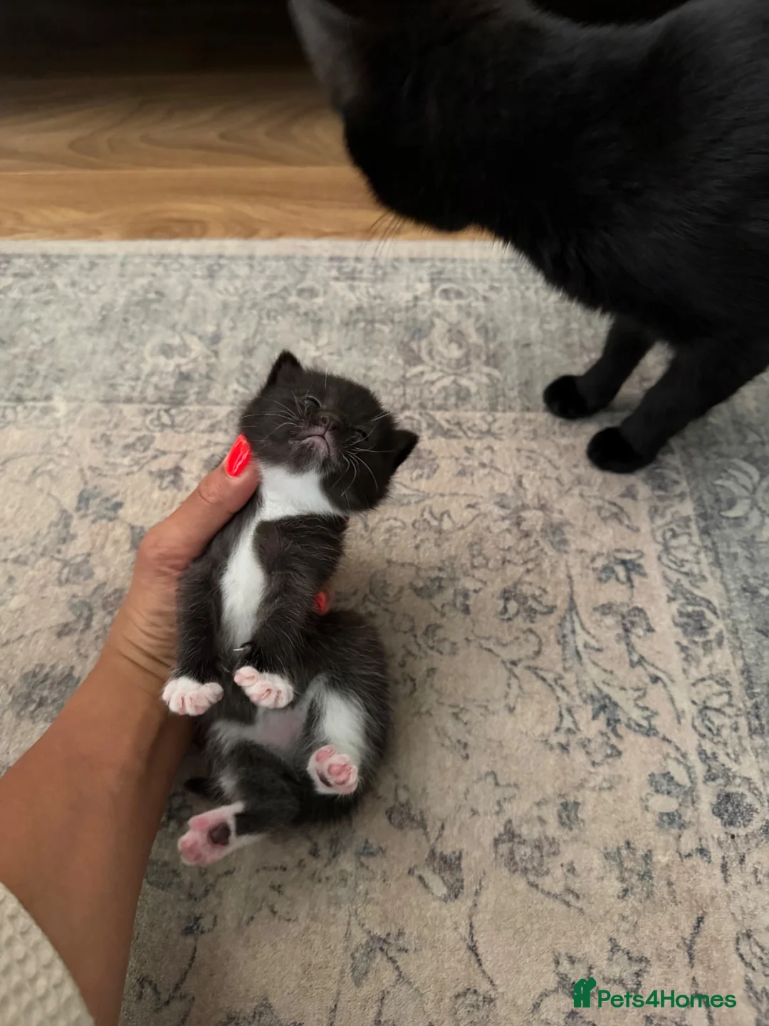 Mixed Breed cats for sale: KITTENS FREE TO A LOVING HOME  in Gerrards Cross - Advert 2
