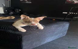 Mixed Breed dogs for sale: Staff x Akita  - Image 4