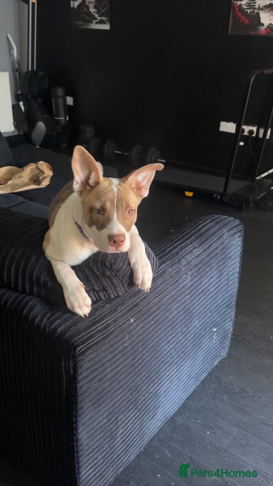 Mixed Breed dogs for sale: Staff x Akita  - Image 4