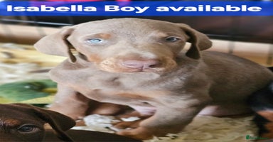 Dobermann dogs - Advert 12