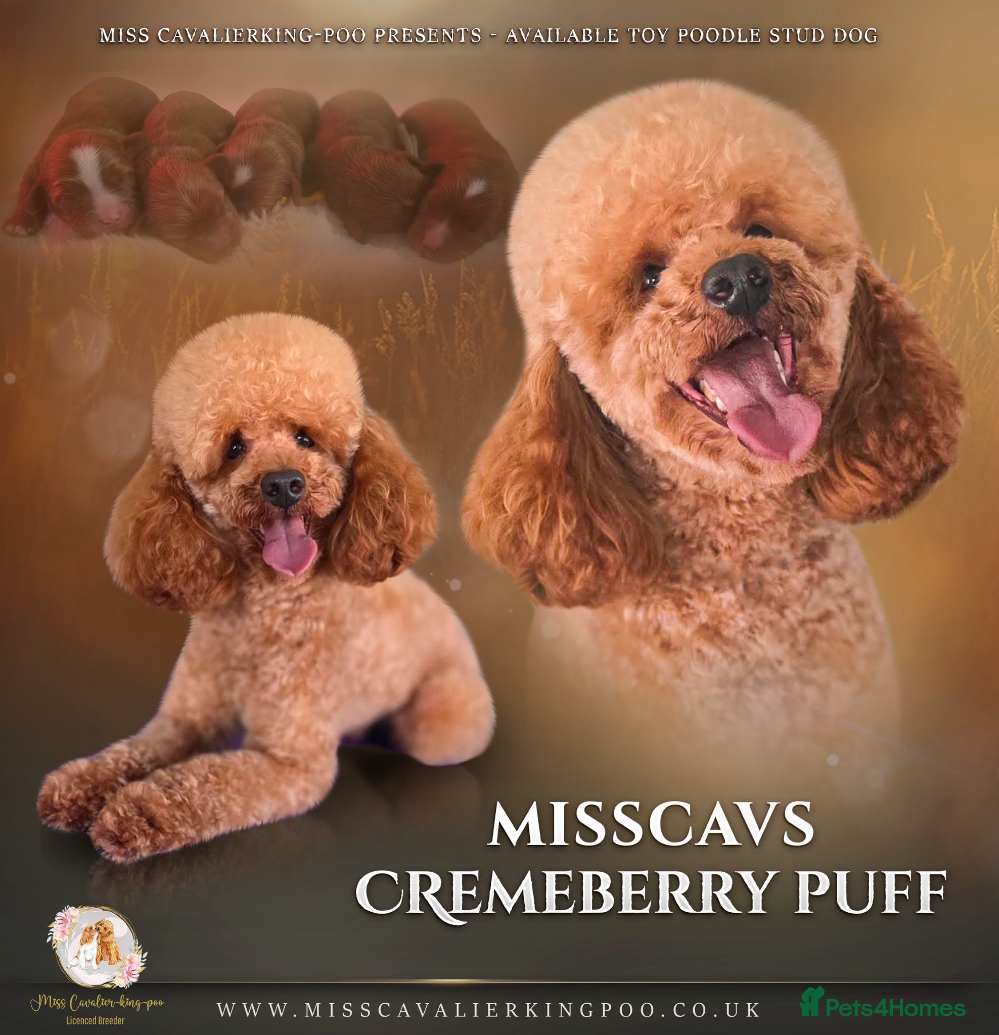 Toy Poodle dogs Misscavs Cremeberry Puff Toy Poodle Stud - Advert 1