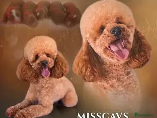 Toy Poodle dogs for stud: Misscavs Cremeberry Puff Toy Poodle Stud - Advert 3