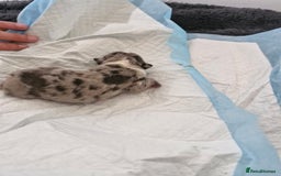 Mixed Breed dogs for sale: Frenchies looking for their forever sofa - Image 9