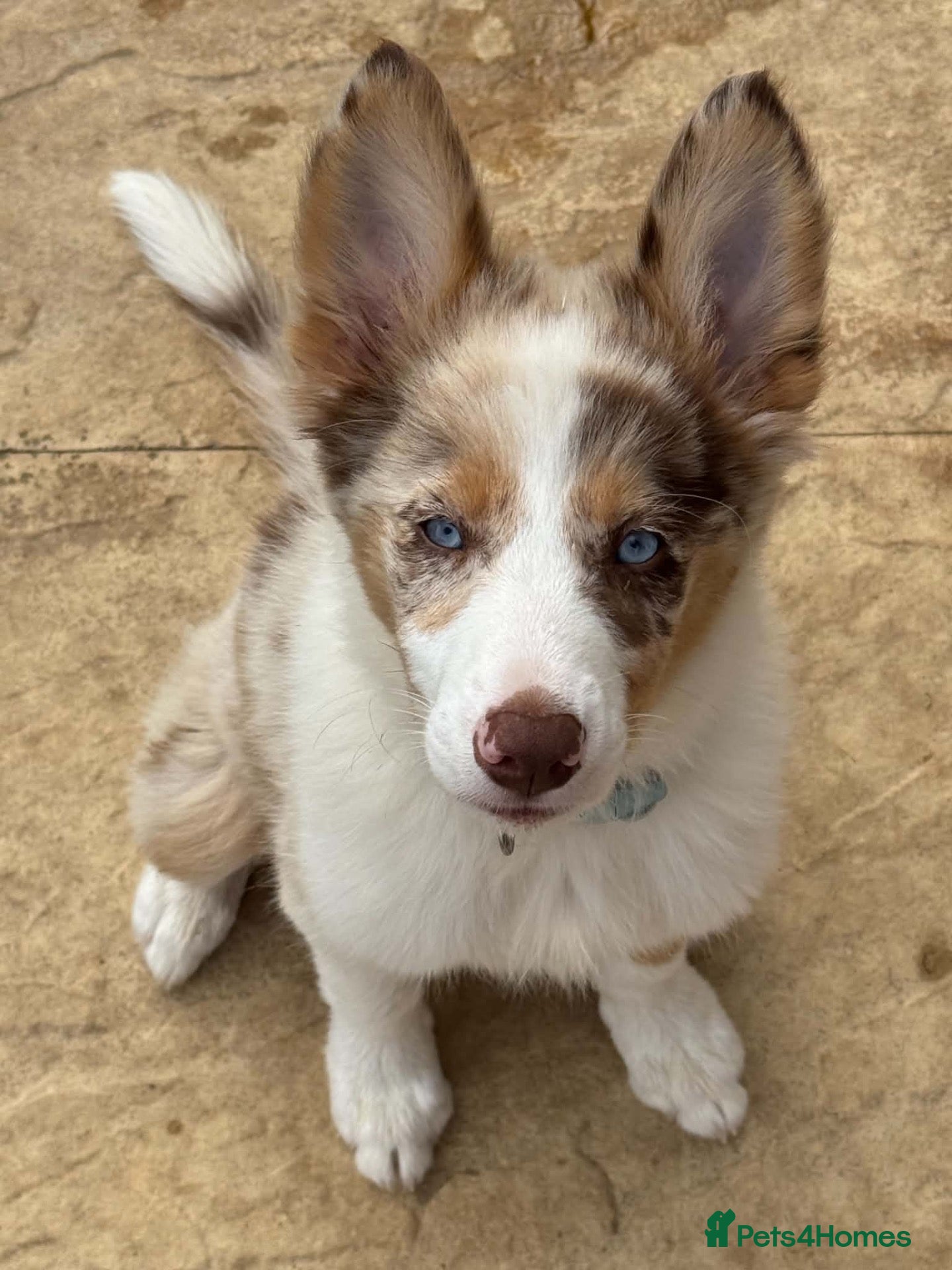 Border Collie dogs A sad rehome for our beautiful collie - Advert 1