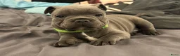Staffordshire Bull Terrier dogs for sale: KC REG/ BLUE STAFFORDSHIRE BULL TERRIER PUPS - Advert 11