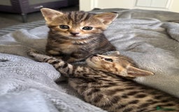Mixed Breed cats for sale: American bobtail / tortoise shell - Image 19