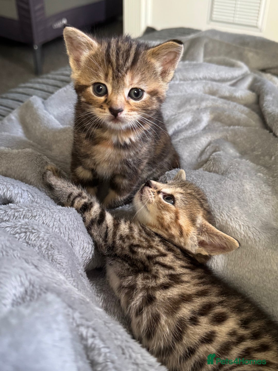 Mixed Breed cats for sale: American bobtail / tortoise shell - Image 19