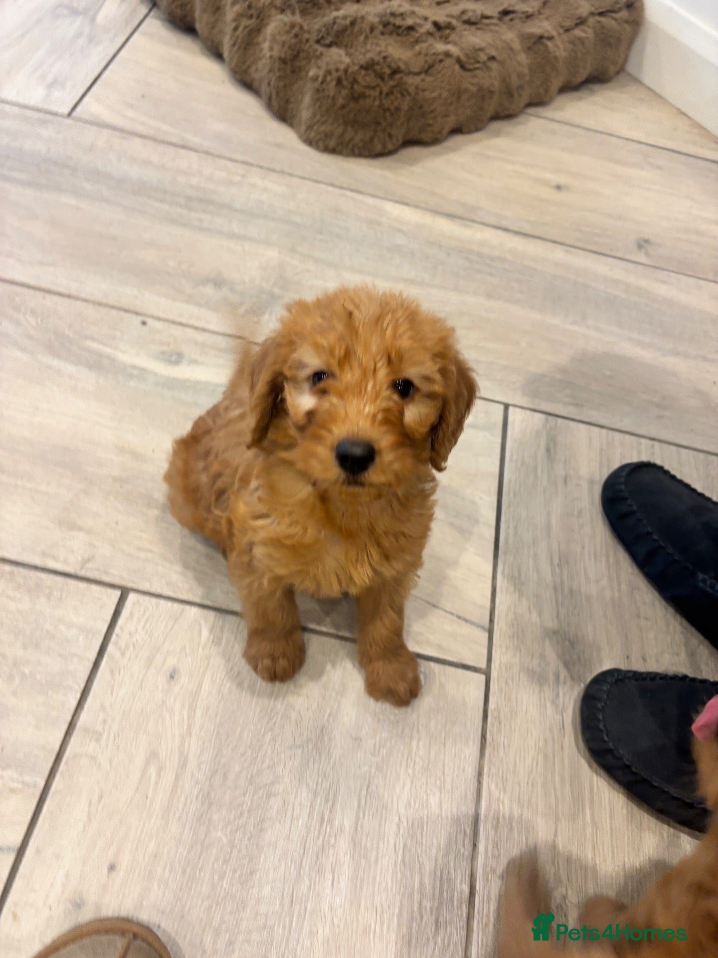Labradoodle dogs 4 little girls left! Labradoodle F1b generation - Advert 2