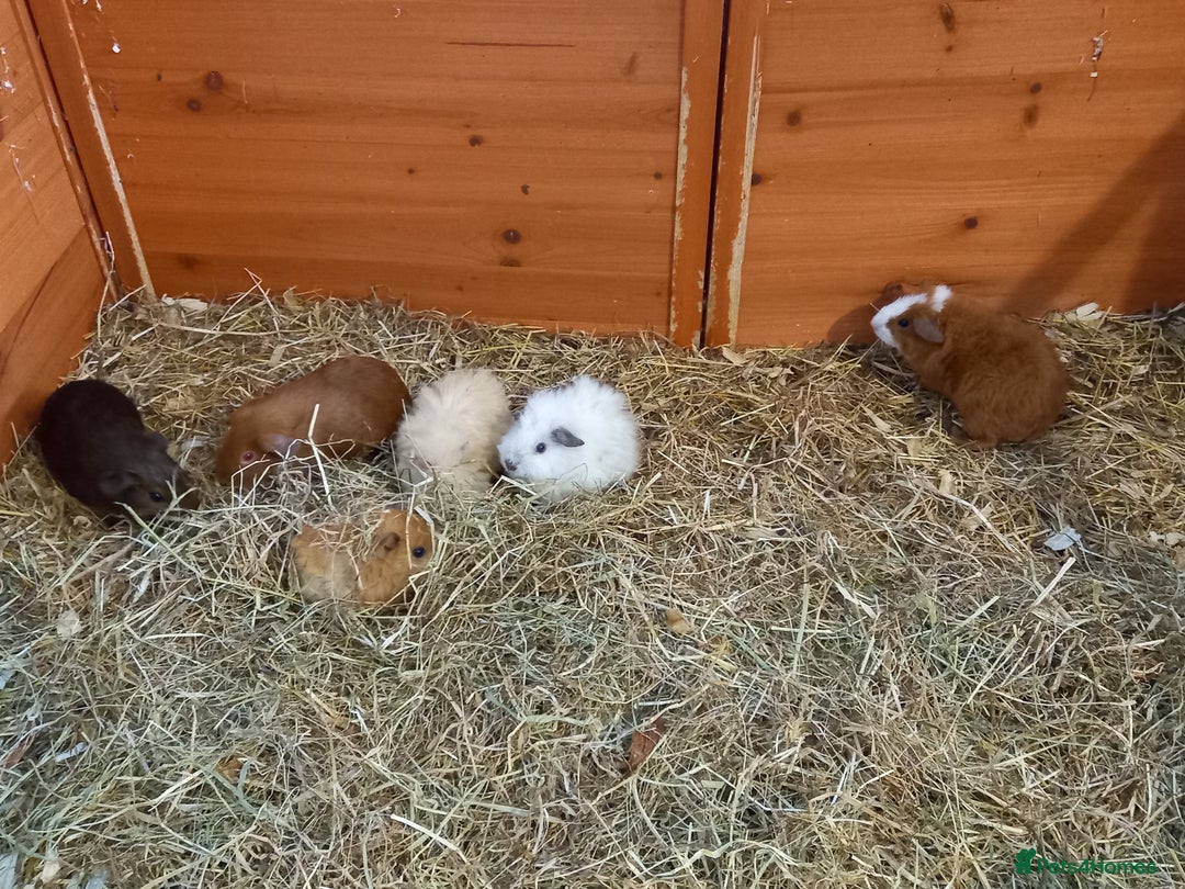 Guinea Pig rodents for sale: Baby guinea pigs  - Image 2