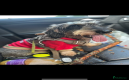 Dachshund dogs for sale: Herman Dachshund  - Image 3