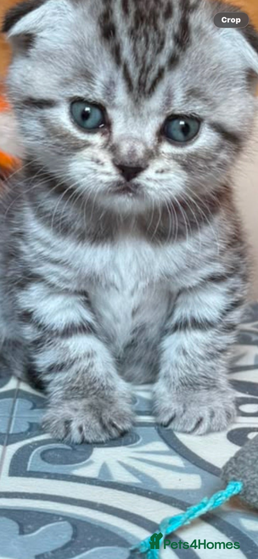 British Shorthair cats BSH/Scottish Fold kittens  - Advert 6
